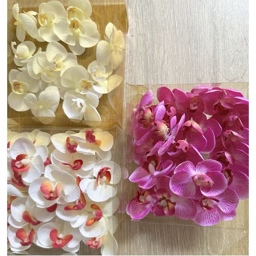 SPECIAL/Mini Orchids - Assorted