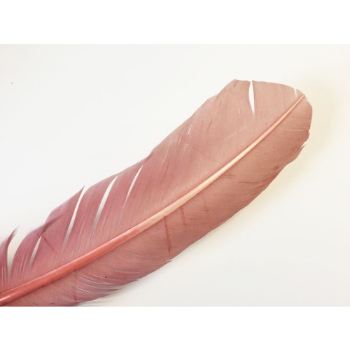 Wing Feather - Dusty Pink