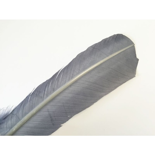 Wing Feather - Grey
