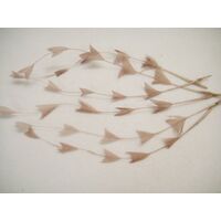 SPECIAL/Coque/Arrow Cut - Qty 6 [Colour: Latte]