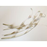 SPECIAL/Coque/Arrow Cut - Qty 6 [Colour: Rich Cream]
