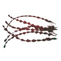 SPECIAL/Coque/Diamond Cut - Qty 6 [Colour: Burgundy]