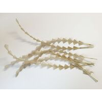 SPECIAL/Coque/Diamond Cut - Qty 6 [Colour: Rich Cream]