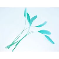 SPECIAL/Coque/Stripped - Qty 6 [Colour: Aqua]