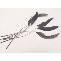 SPECIAL/Coque/Stripped - Qty 6 [Colour: Chocolate]