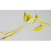 SPECIAL/Coque/Stripped - Qty 6 [Colour: Yellow]
