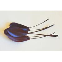 Nagoire/Stripped - Qty 6 [Colour: Chocolate]