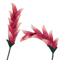 Costa Flower Stem [Colour: Fuchsia]