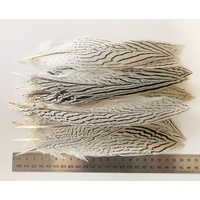 SPECIAL/Silver Pheasant [Size: 24-25cm]