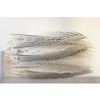 SPECIAL/Silver Pheasant [Size: 30-32cm]