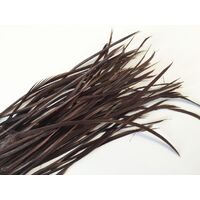 Biots/Qty 50 [Colour: Chocolate]