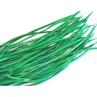 Biots/Qty 50 [Colour: Emerald]