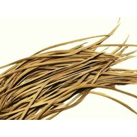 Biots/Qty 50 [Colour: Gold]