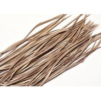 Biots/Qty 50 [Colour: Latte]
