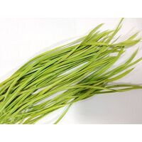 Biots/Qty 50 [Colour: Lime]