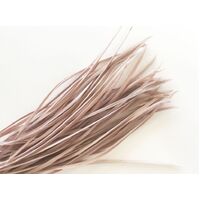 Biots/Qty 50 [Colour: Nude]