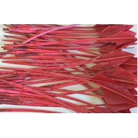 Arrowhead [Colour: Burgundy]