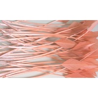 Arrowhead [Colour: Coral]