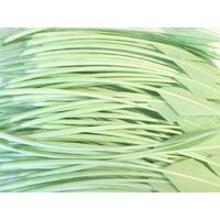 Arrowhead [Colour: Mint]