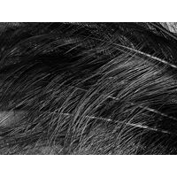 Burnt Ostrich Feather [Colour: Black]