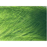 Burnt Ostrich Feather [Colour: Green Bright]