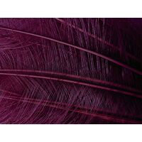 Burnt Ostrich Feather [Colour: Magenta]