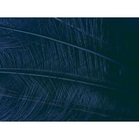 Burnt Ostrich Feather [Colour: Navy]