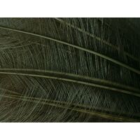 Burnt Ostrich Feather [Colour: Olive]