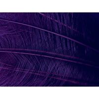 Burnt Ostrich Feather [Colour: Purple]