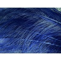Burnt Ostrich Feather [Colour: Royal]