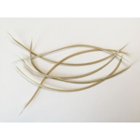 SPECIAL/Biot Feather - Qty 6 [Colour: Rich Cream]