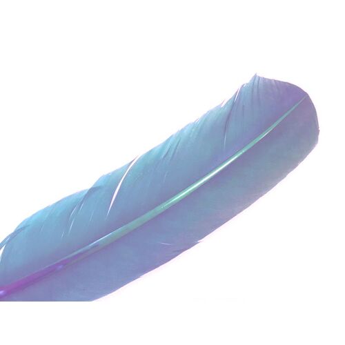 Wing Feather - Cornflower