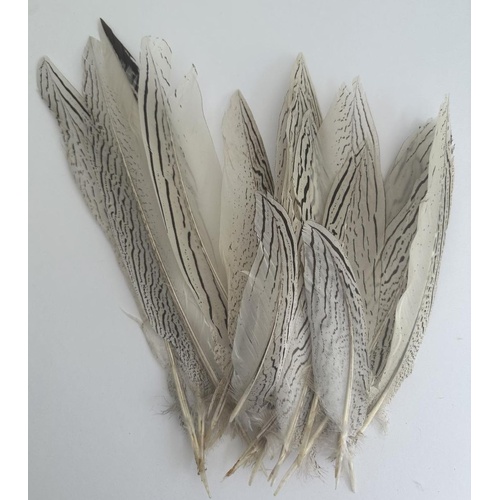 SPECIAL/Silver Pheasant - Qty 24