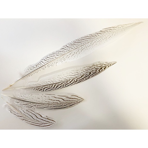 SPECIAL/Silver Pheasant