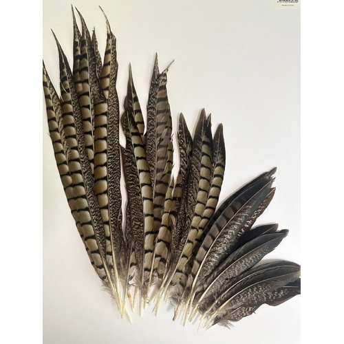 SPECIAL/Pheasant - Qty 35