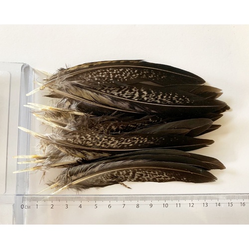 Amherst Pheasant [Size: 10-15cm]