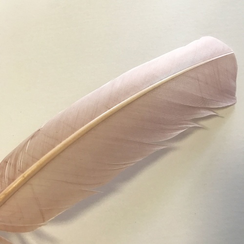 Wing Feather - Nude