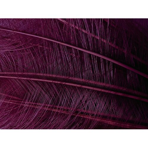 Burnt Ostrich - Magenta