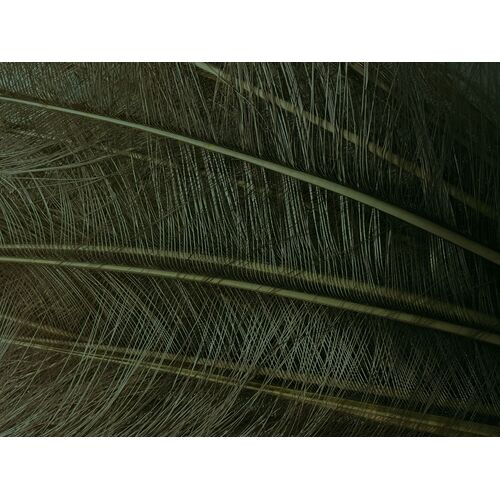 Burnt Ostrich - Olive