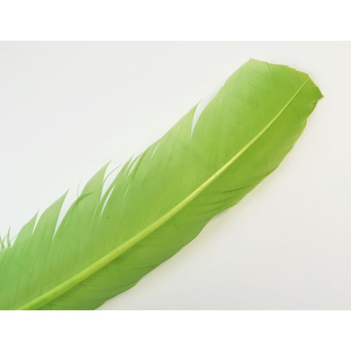 Wing Feather - Lime