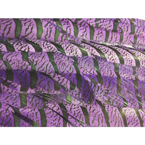 Lady Amherst - Light Purple