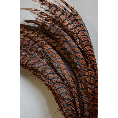 Lady Amherst - Toffee