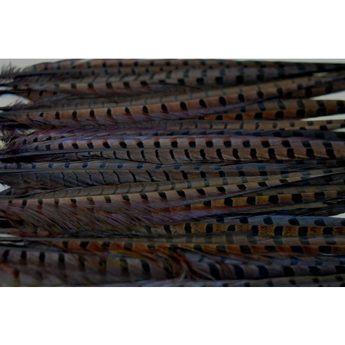 Pheasant - Chocolate