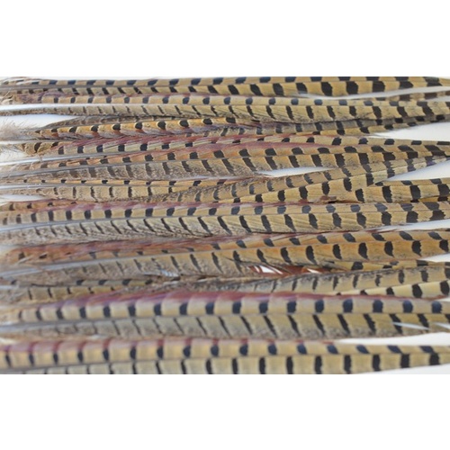 Pheasant - Natural