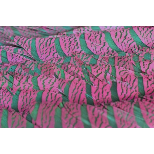 Lady Amherst - Magenta
