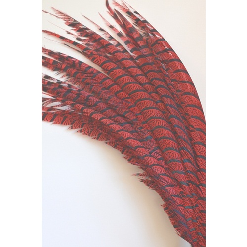 Lady Amherst - Red