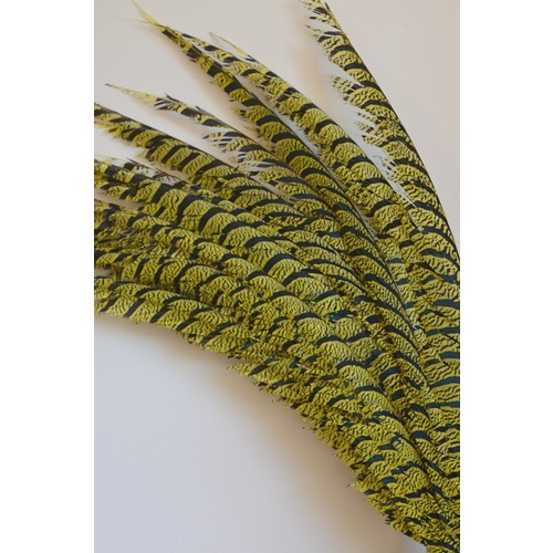 Lady Amherst - Yellow