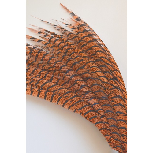 Lady Amherst - Orange
