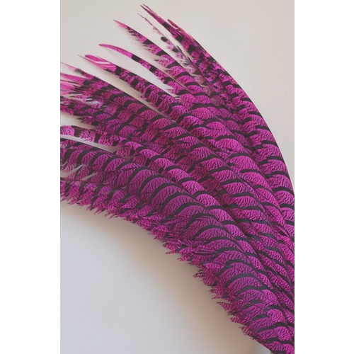 Lady Amherst - Hot Pink