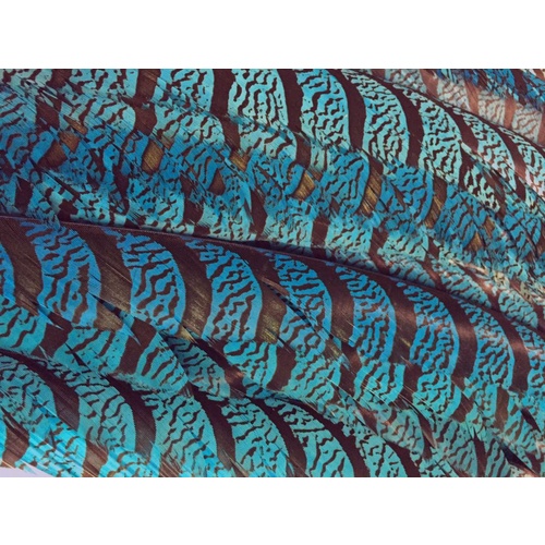 Lady Amherst - Turquoise